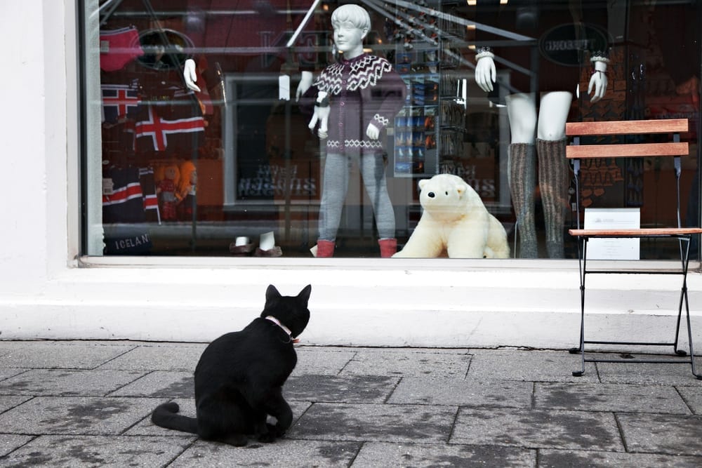 a cat sitting on the ground looking at a store window