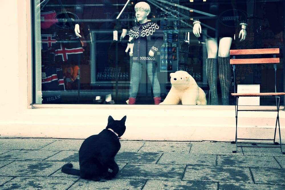 a cat sitting on the sidewalk looking at a mannequin