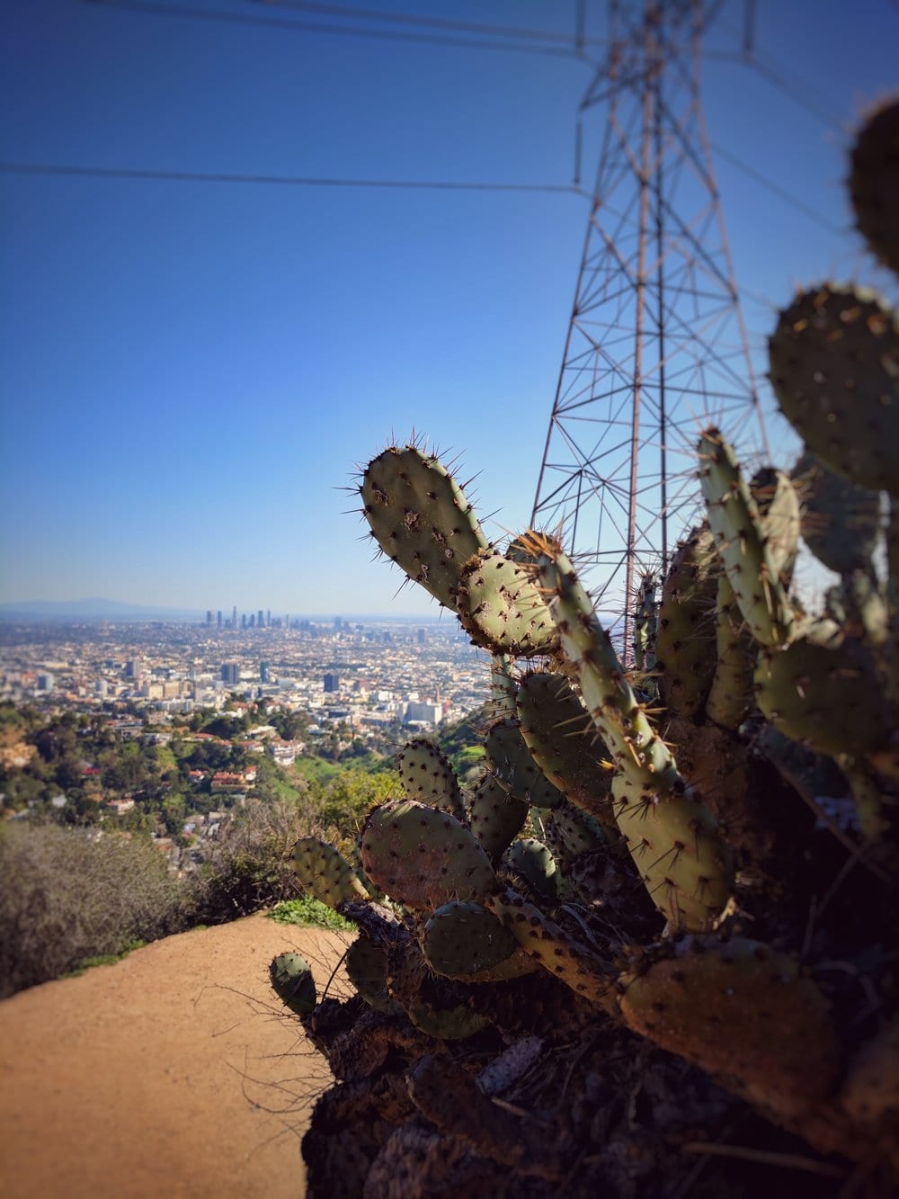 a cactus with a city in the background