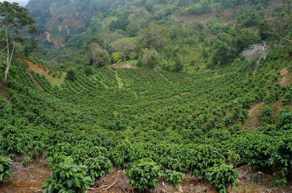 a large plantation of coffee plants