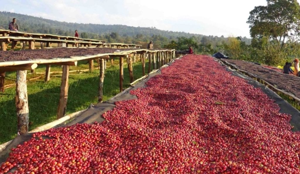 a large group of red berries on a long line