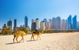 a camels walking on a beach with a city in the background