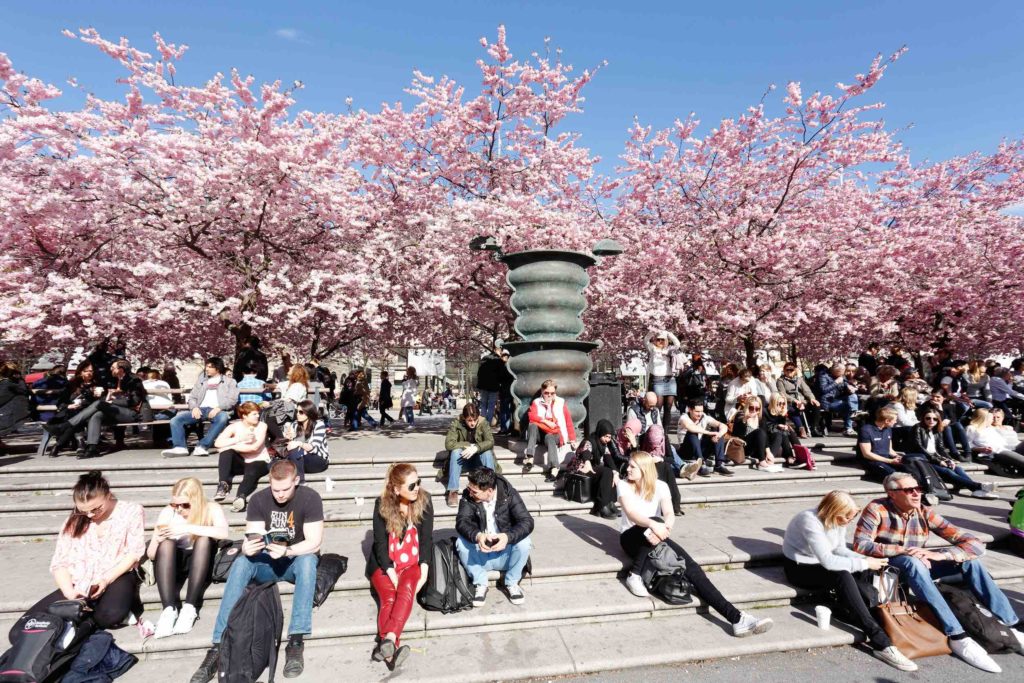 a group of people sitting on steps with pink trees in the background