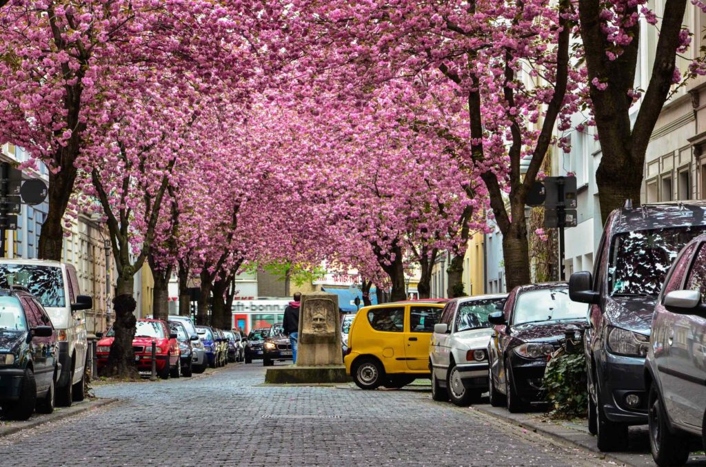 19368265 - rows of cherry blossom trees on heerstrasse (cherry blossom avenue) in bonn in germany