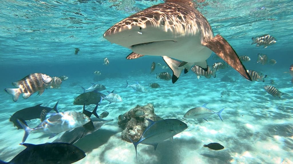 60 sharks are guarding
