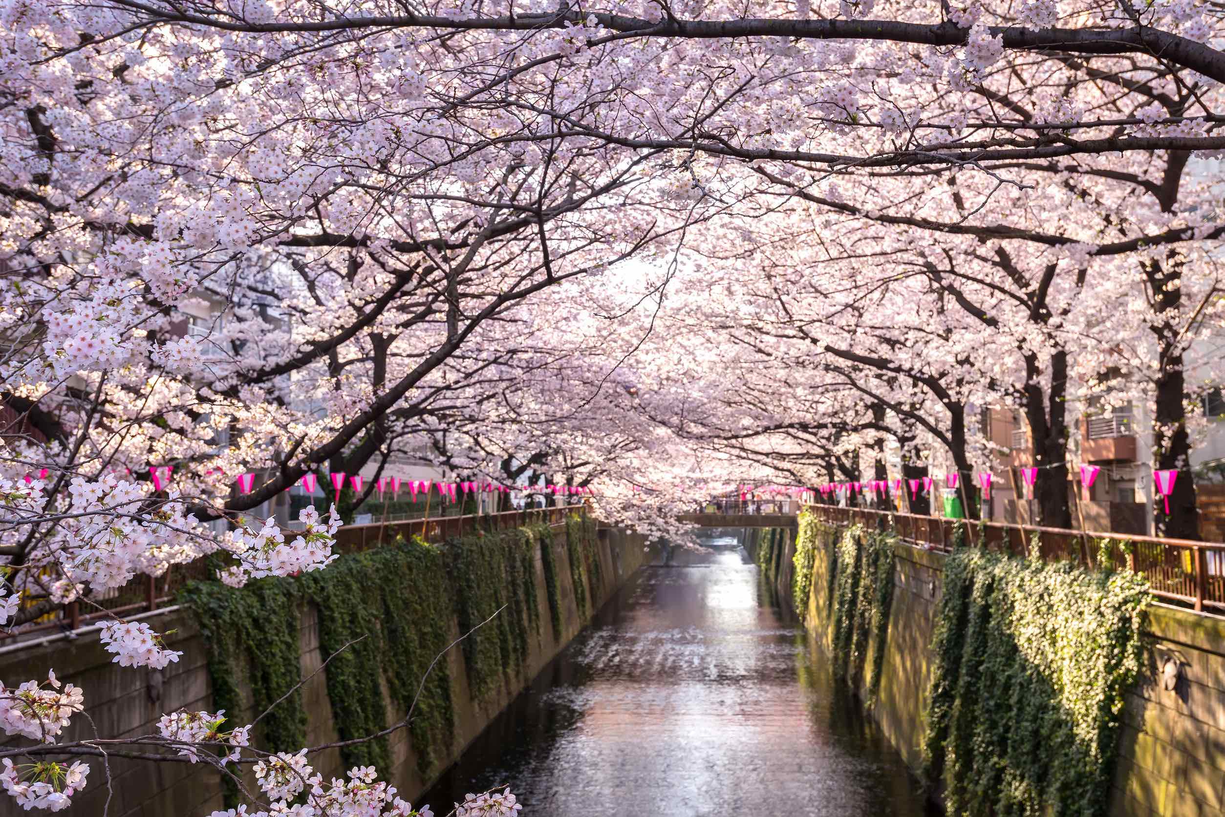 This App Means You'll Never Miss Cherry Blossom In Japan