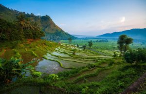 Rice fields of the island of Bali at sunrise, Indonesia