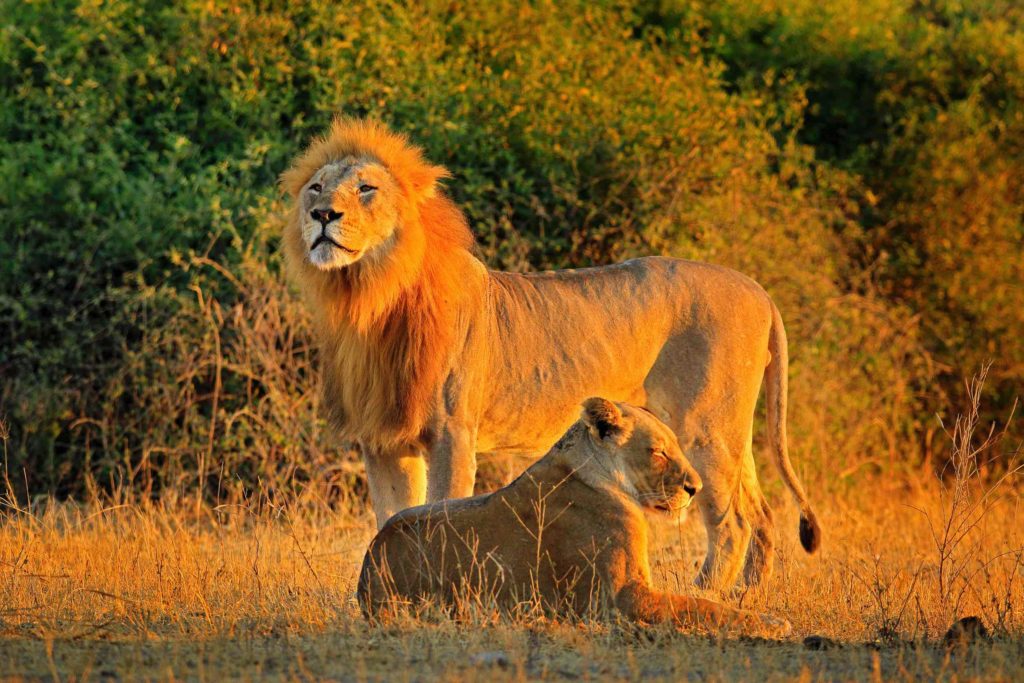Male and female, evening orange sun, during sunset, Chobe National Park, Botswana, Africa. African Lion, Panthera leo bleyenberghi, mating action scene, animal behaviour in the nature habitat,