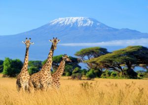 a group of giraffes in a field with Mount Kilimanjaro in the background
