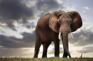 an elephant standing in grass
