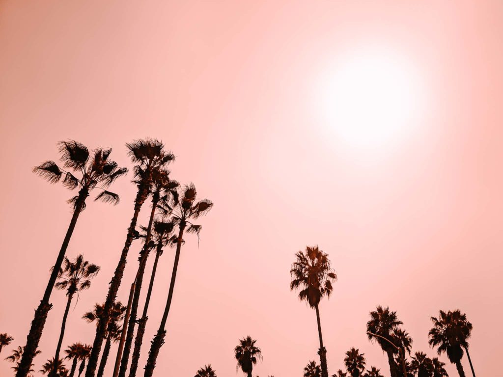 a group of palm trees with the sun in the background