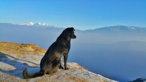 a dog sitting on a cliff looking at the mountains
