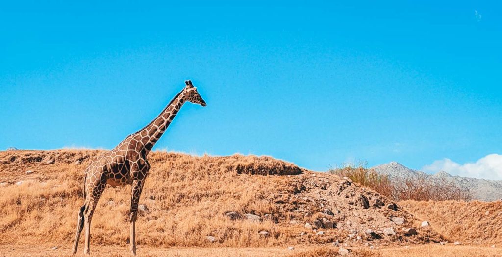 a giraffe standing on a hill