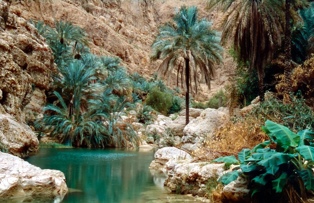 a river with palm trees and rocks