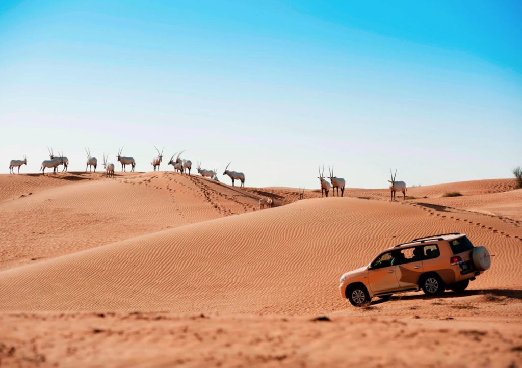 a car in the desert with a group of animals