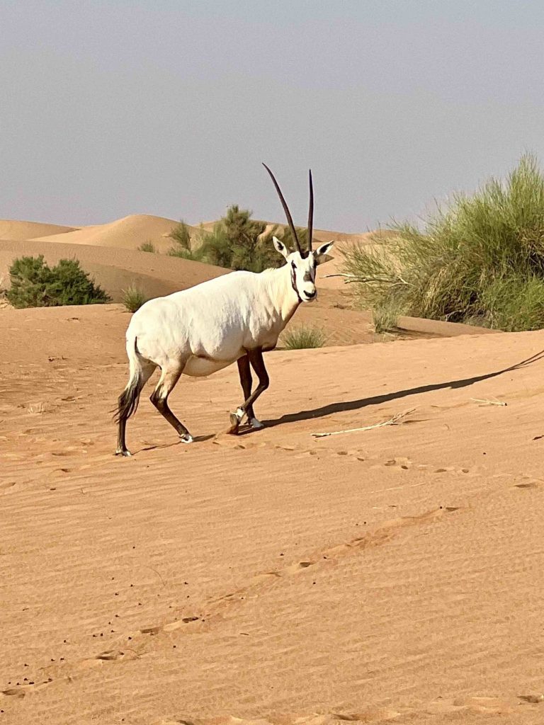 an animal walking in the desert