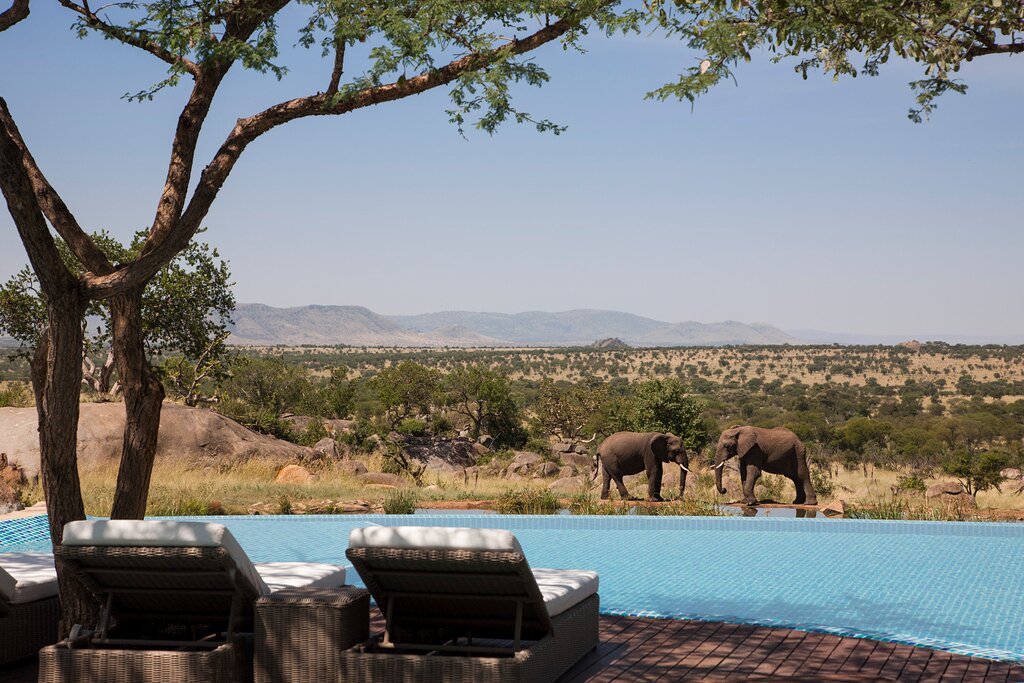 elephants next to a pool